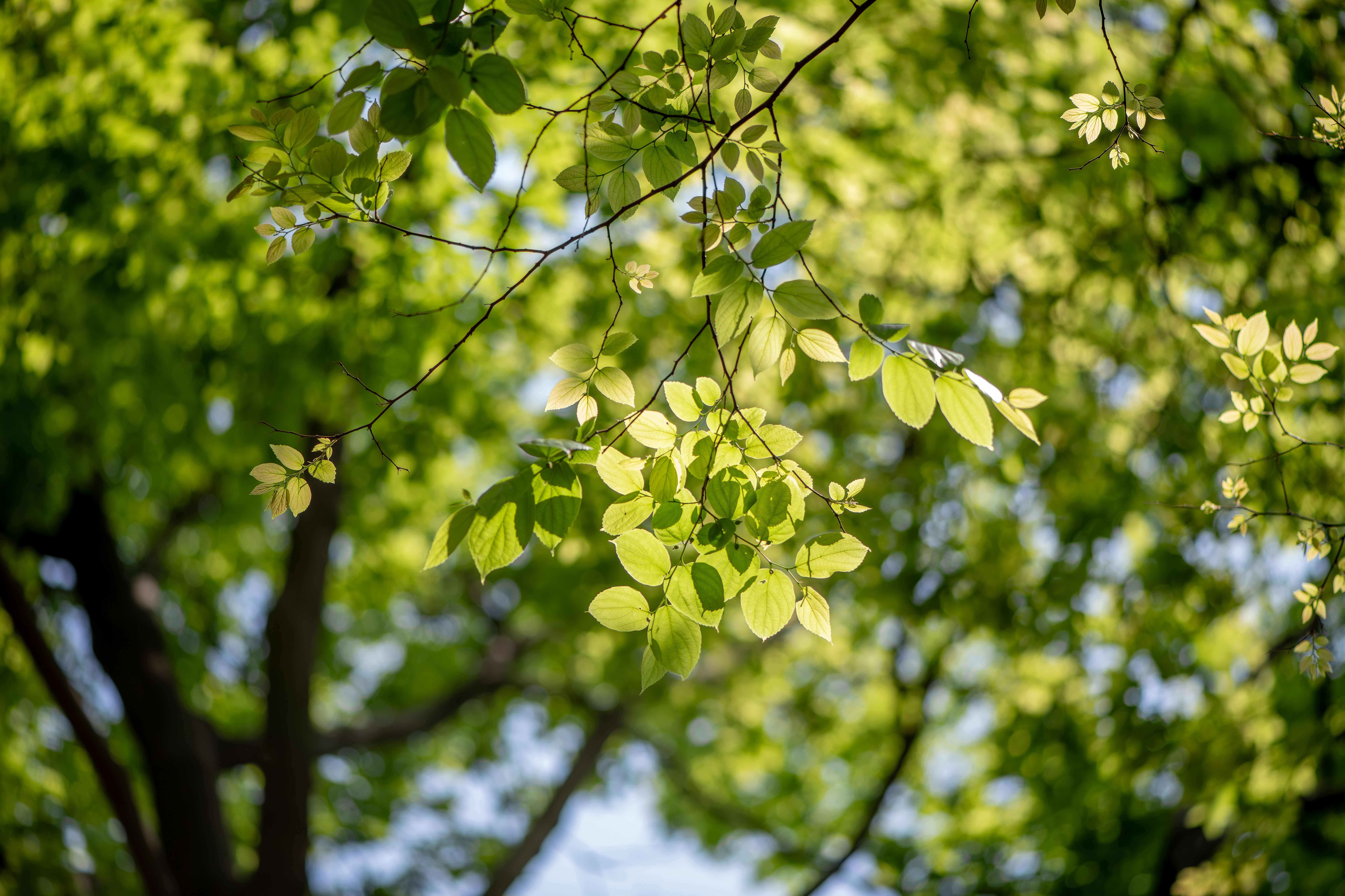 New Greener Trial Monitoring Resources Launched